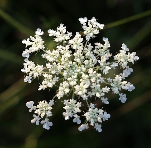 wildflower, anthriscus wallpapers