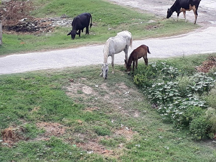 horse