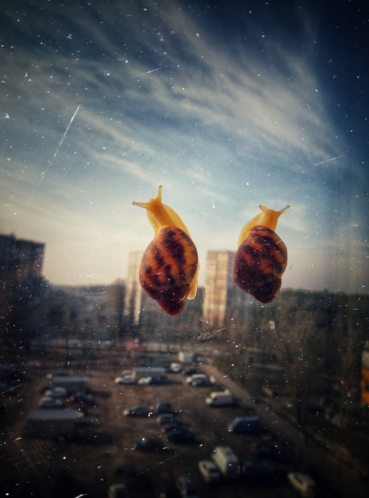 архахатины)
