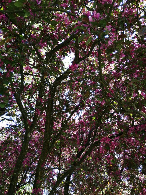 blossom