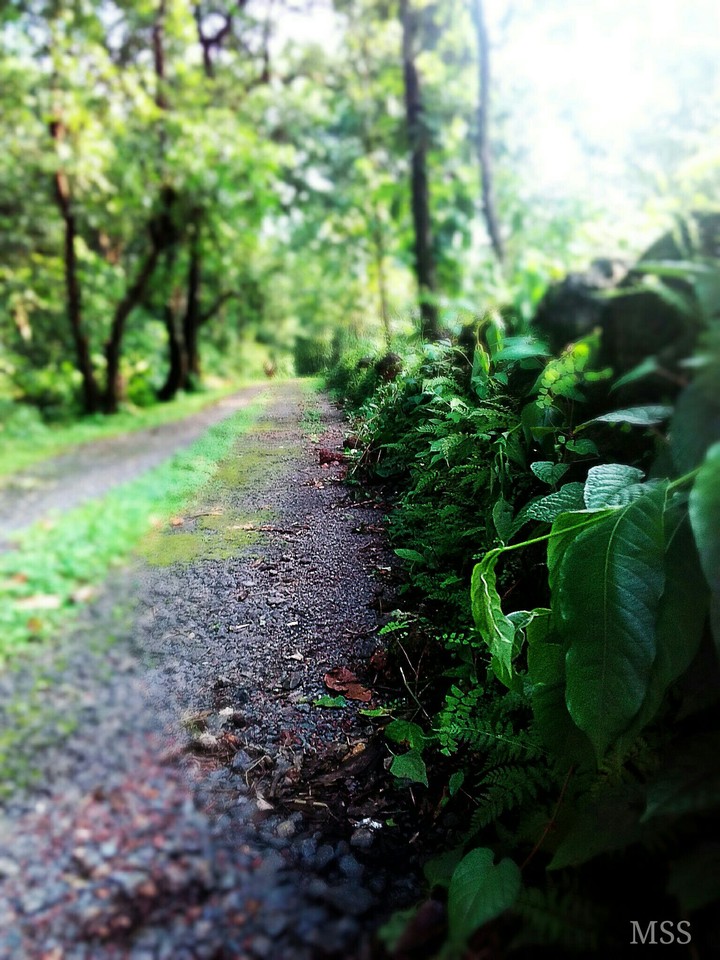 The Forest Road