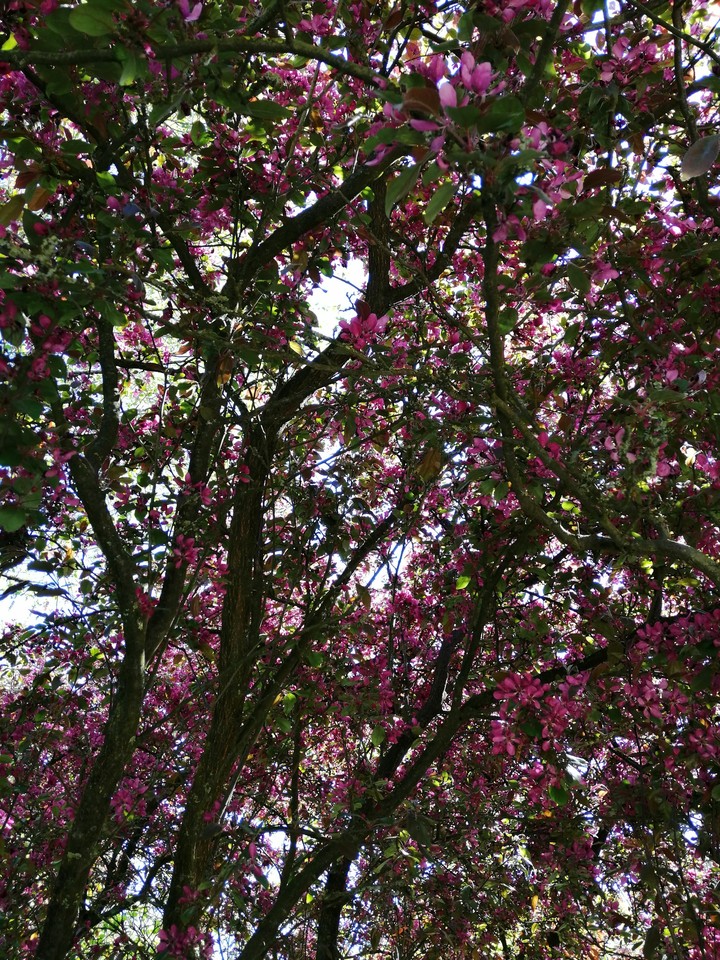 blossom