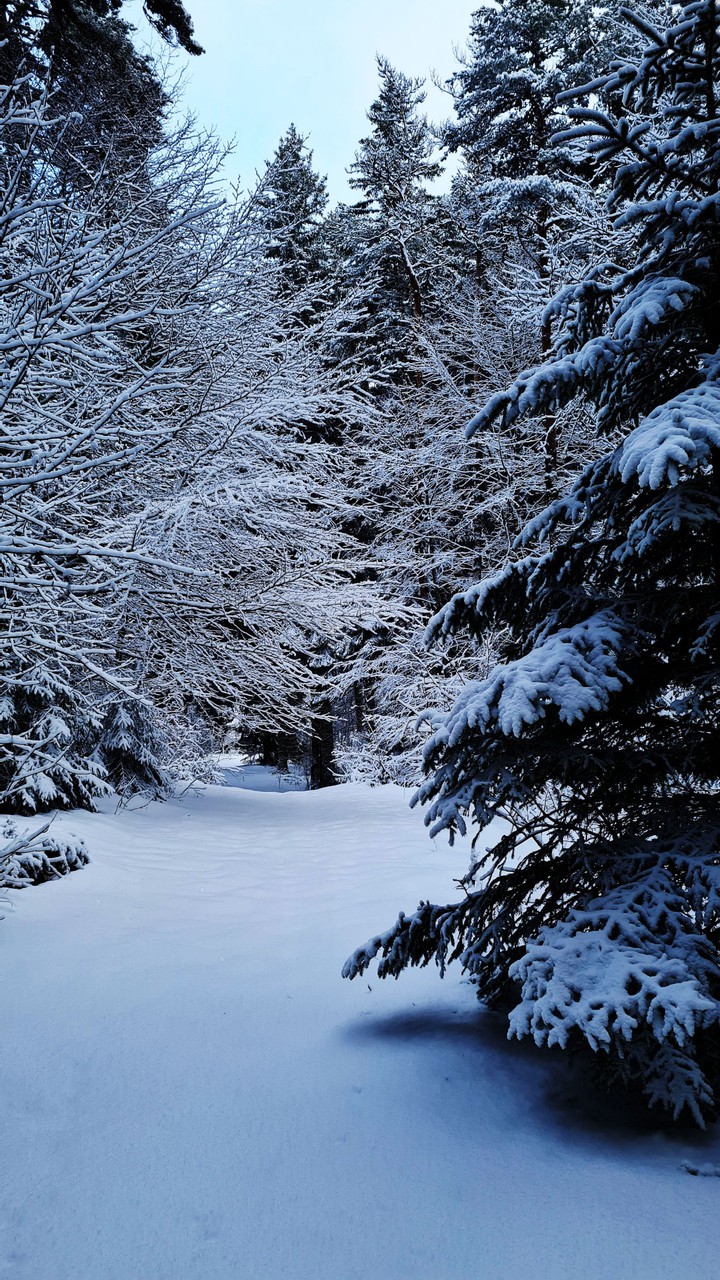 white forest