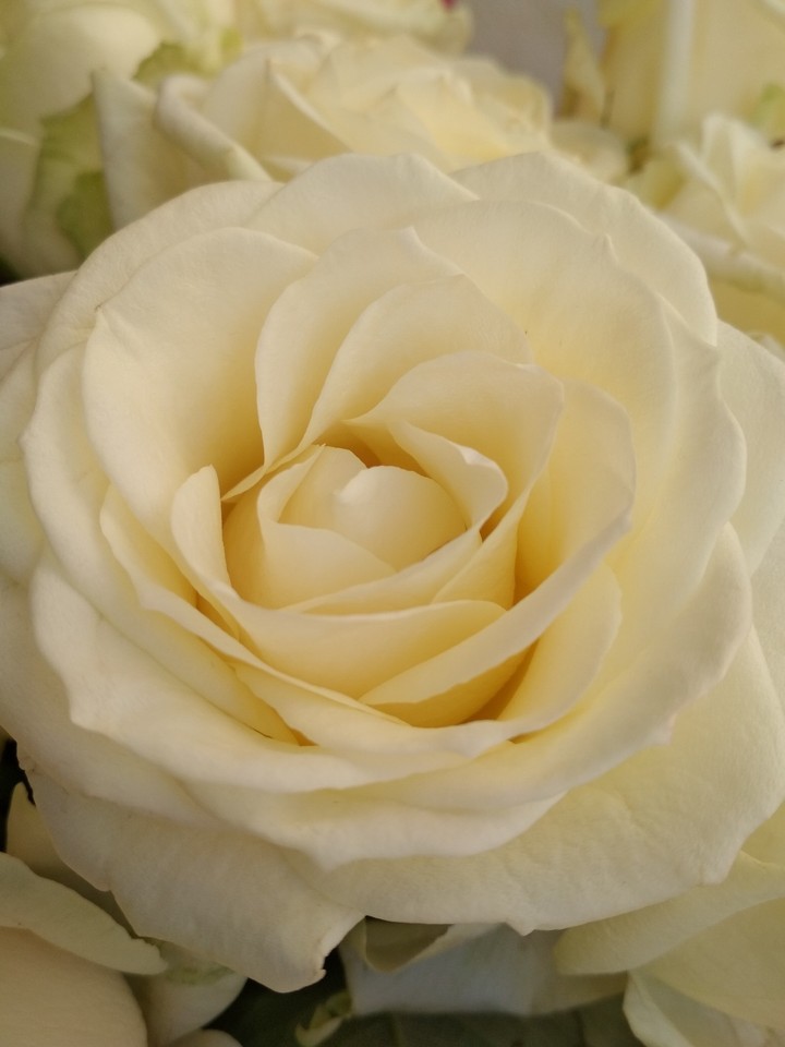 creme rose