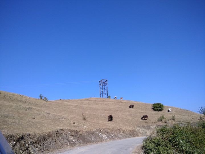cow