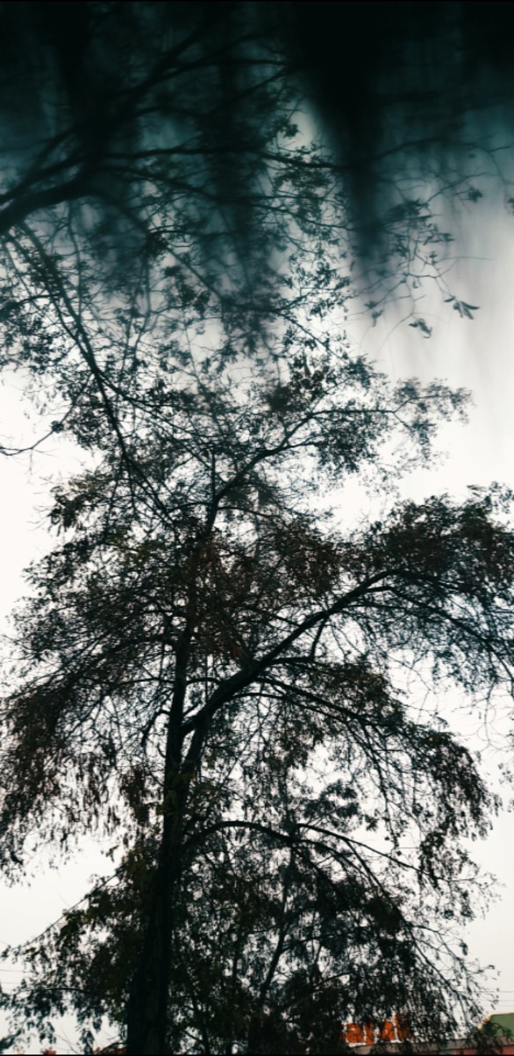tree