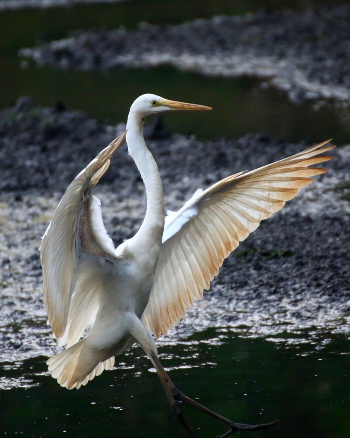 crane at paddy field