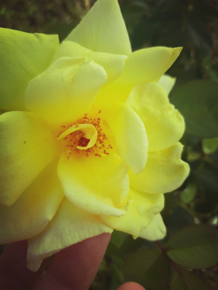 flower of sun