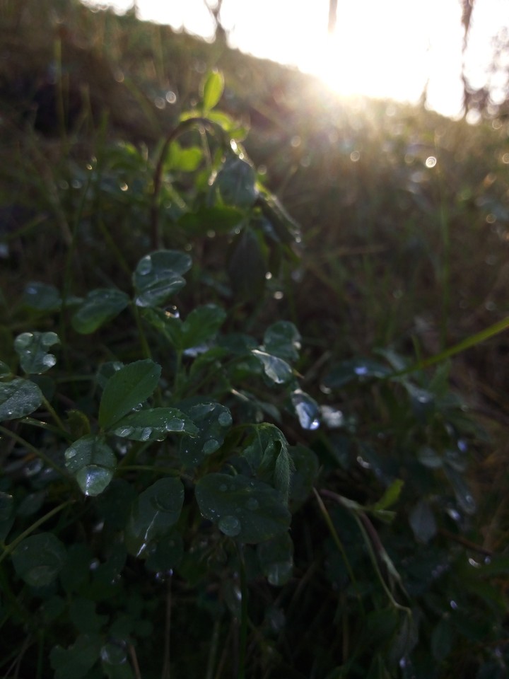 raindrops