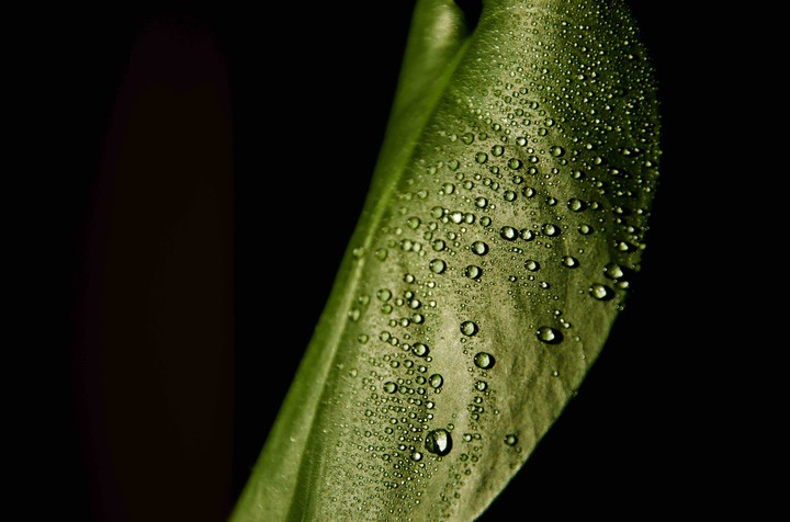 leaf