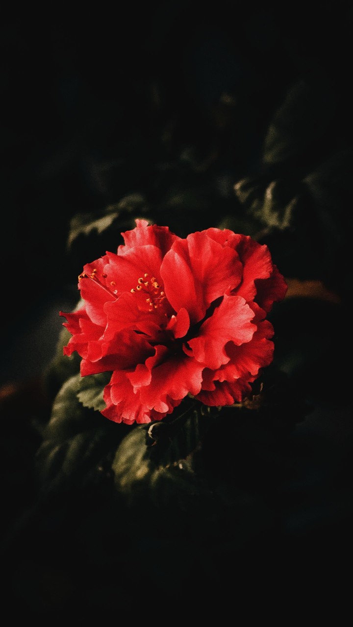 Amoled China Rose