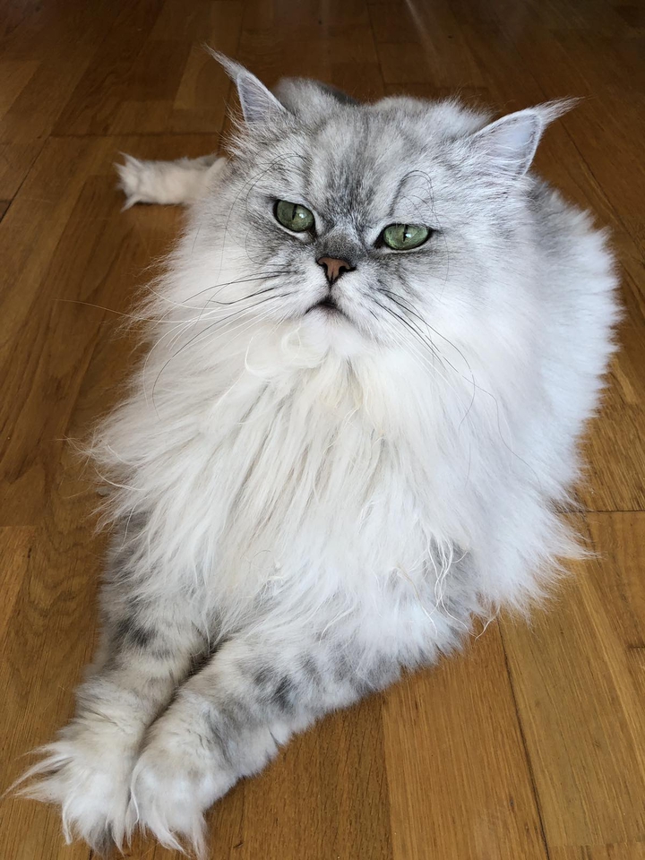 cat
