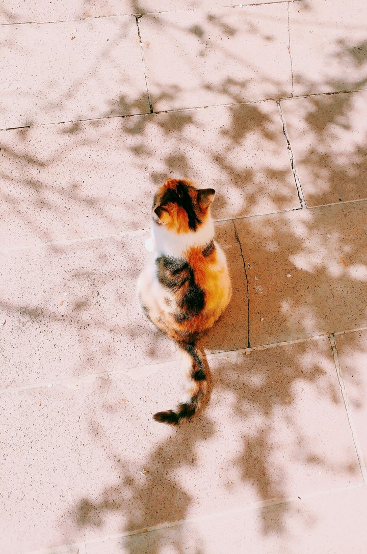 kitty