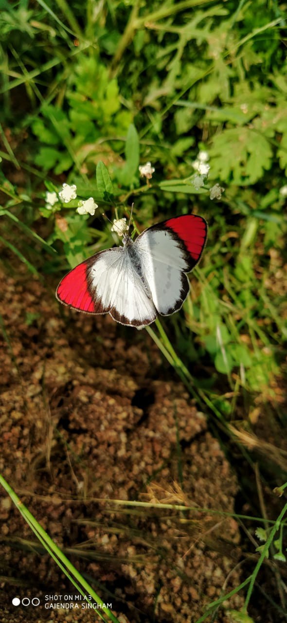 fly