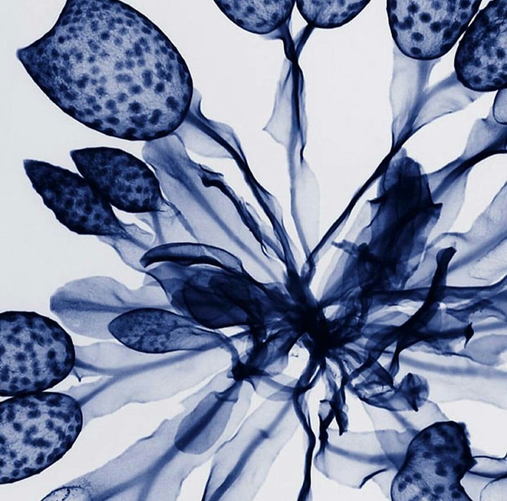 Flowers under x-ray: Seaweed