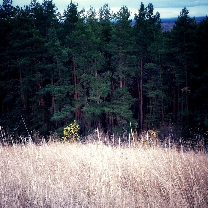 Summer forrest