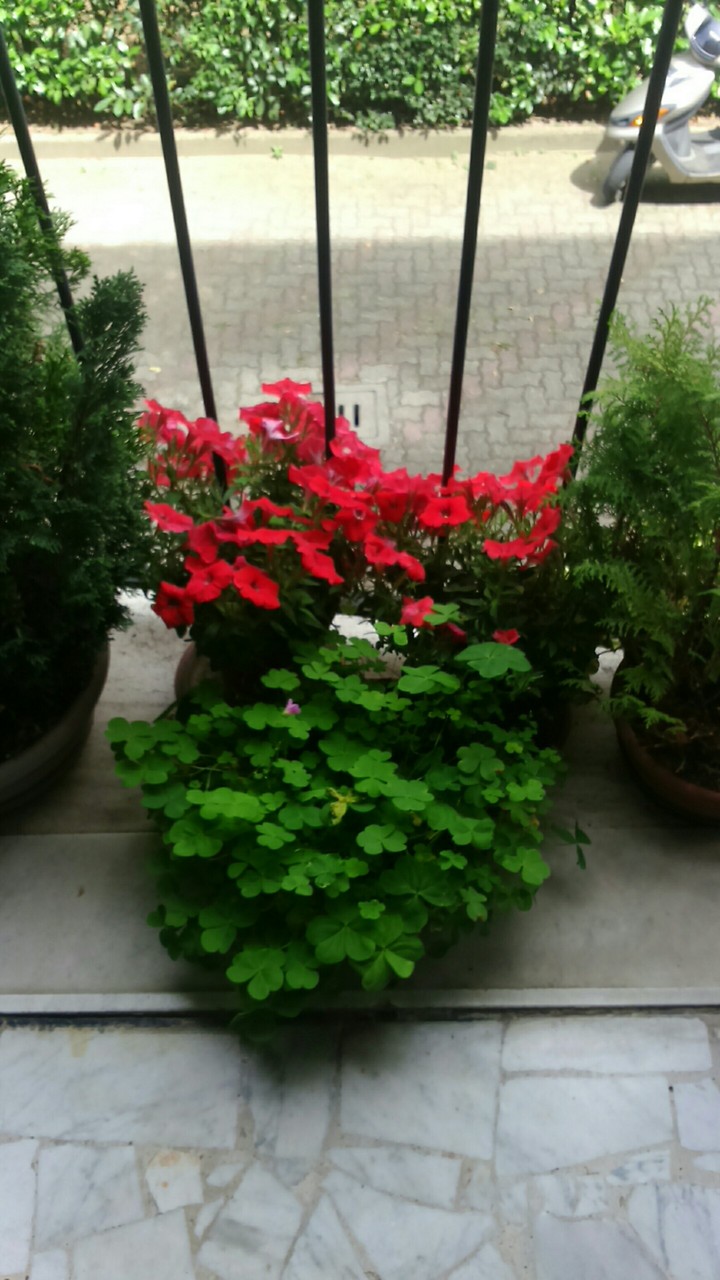 #flora #colori #vivaci
