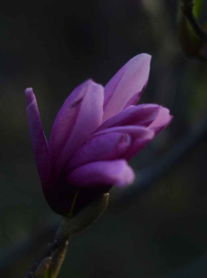 magnolia