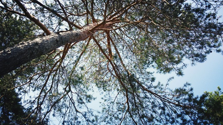 forest