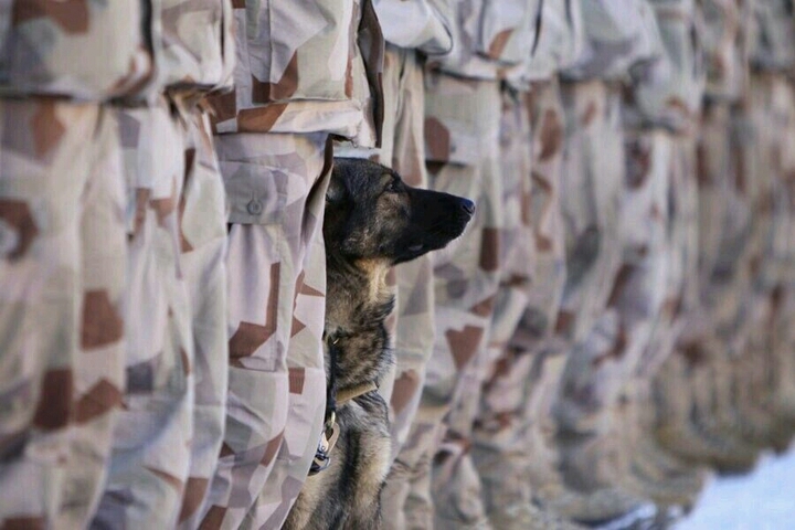 Army dog