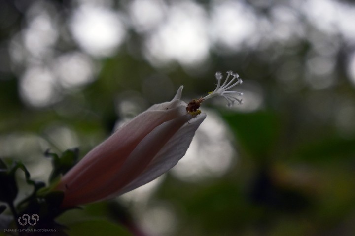 Lonely bud