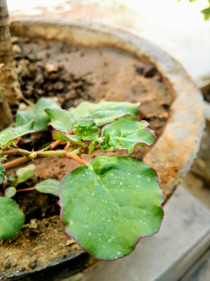 new plant
