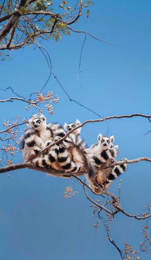 fonds d'écran primate, branch