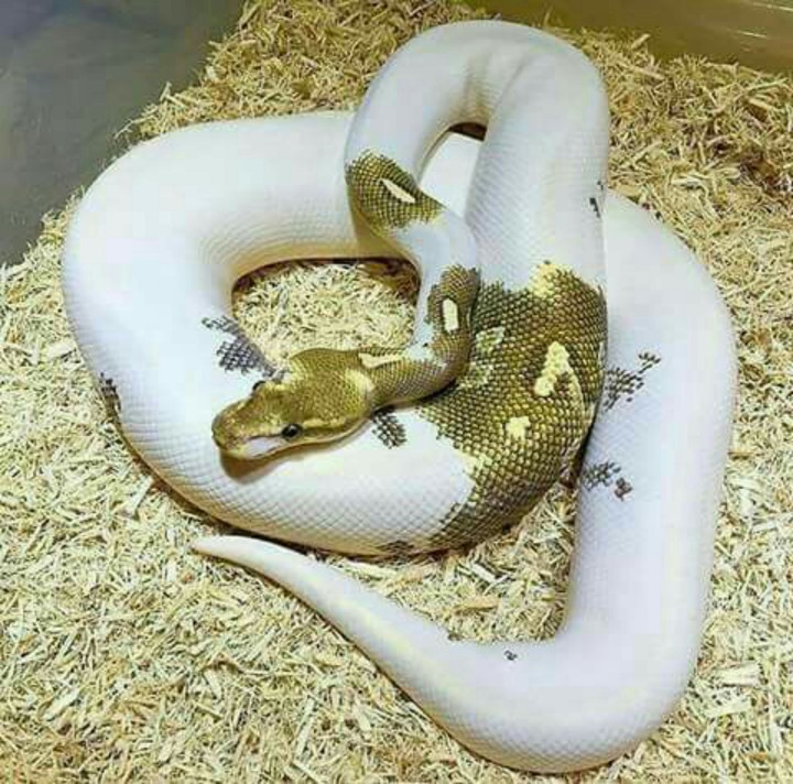 Golden Snake