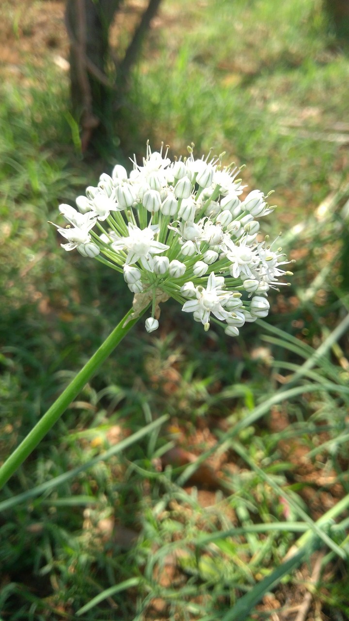 onion flower