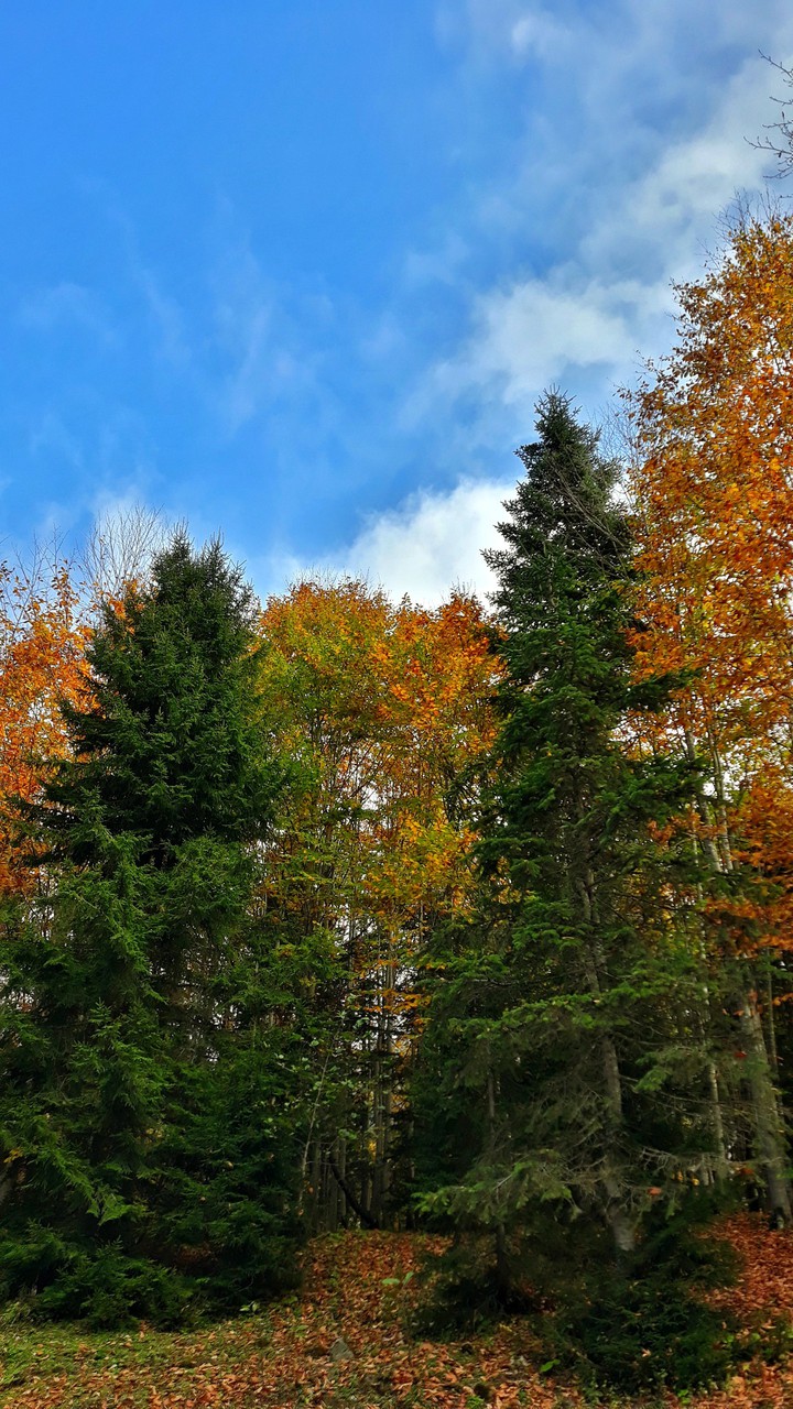 autumn