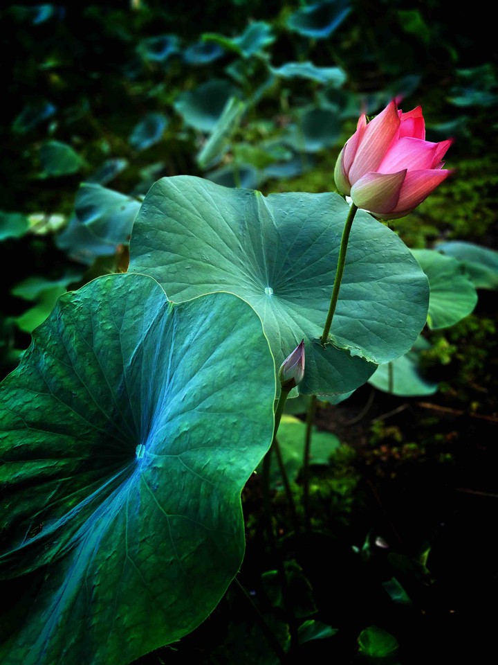 Kerala
