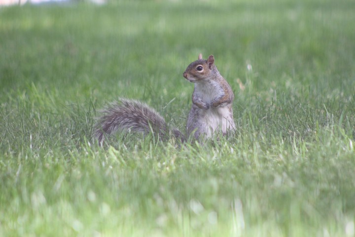 Animal