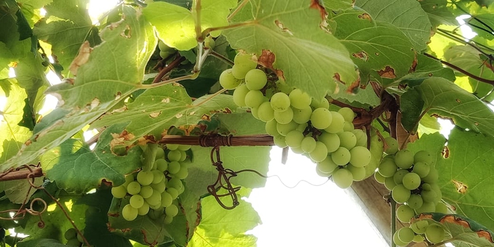 Grapes