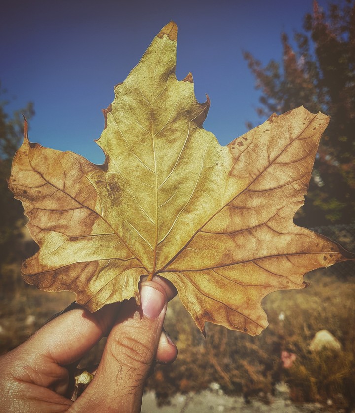 leaf