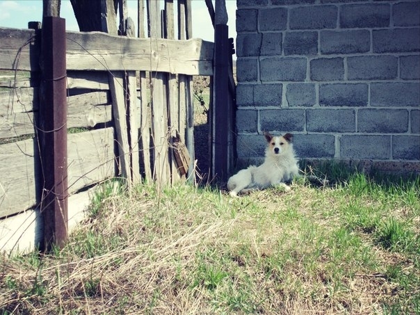 пёс