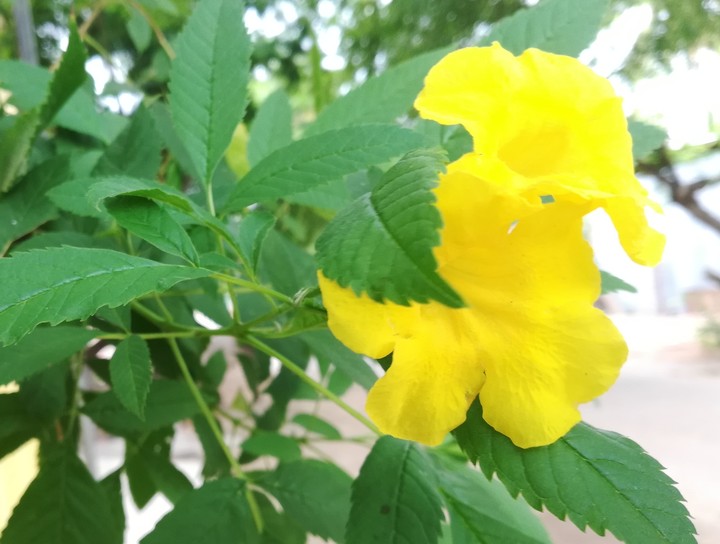 yellow flower
