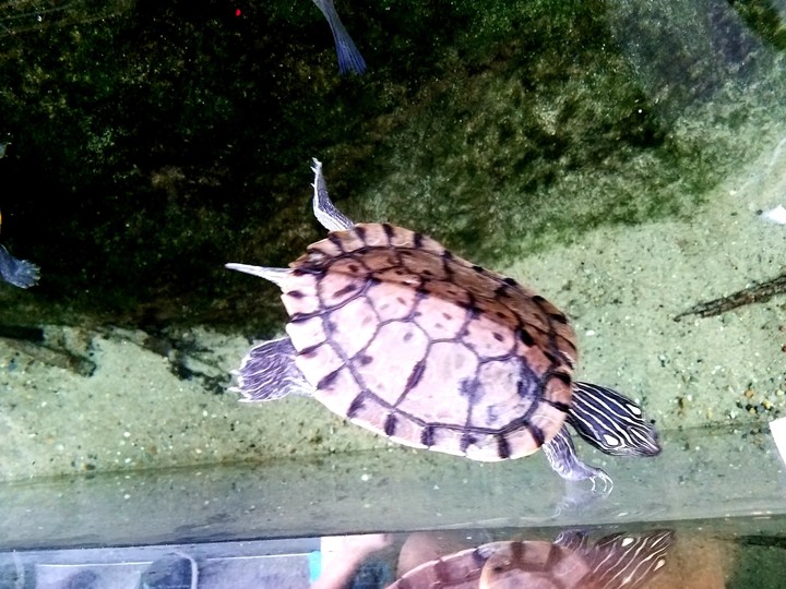underwater