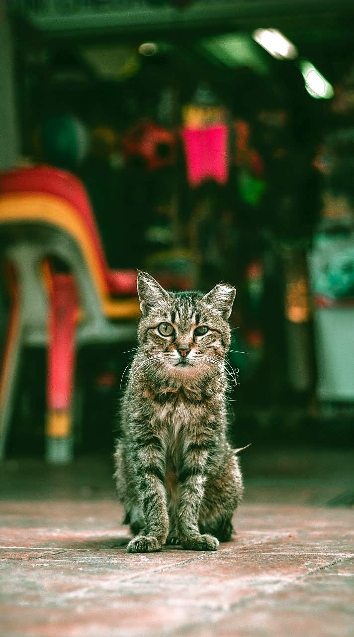 Cat