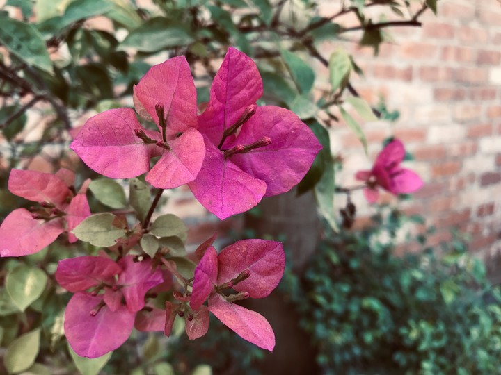 flower