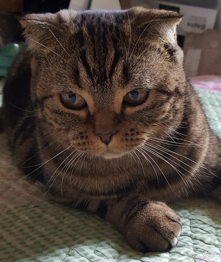 몬드180925