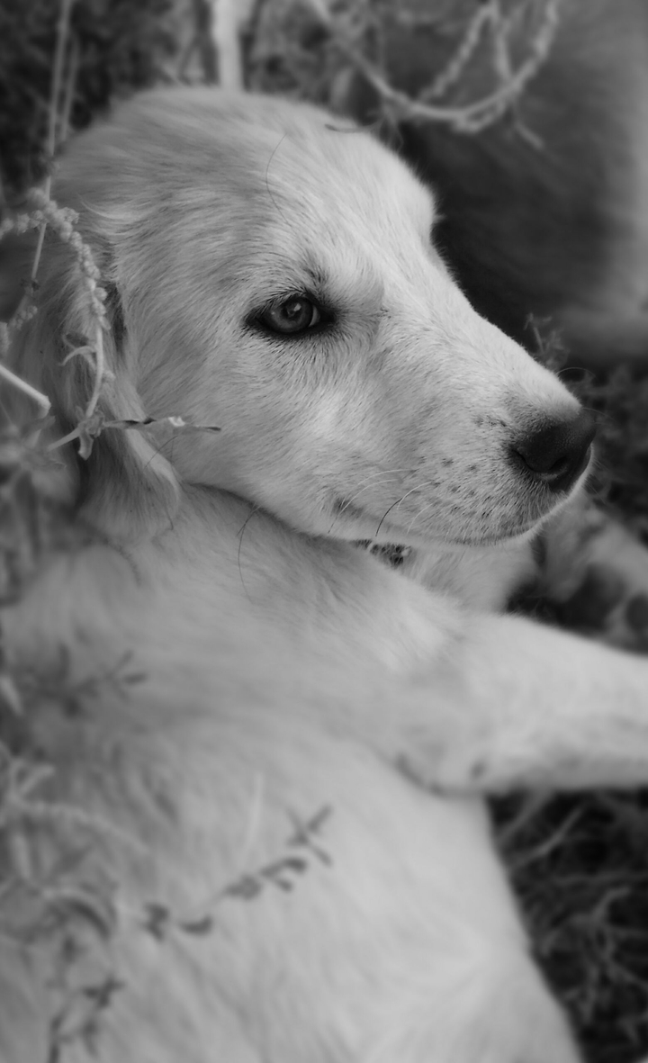 BlackWhite