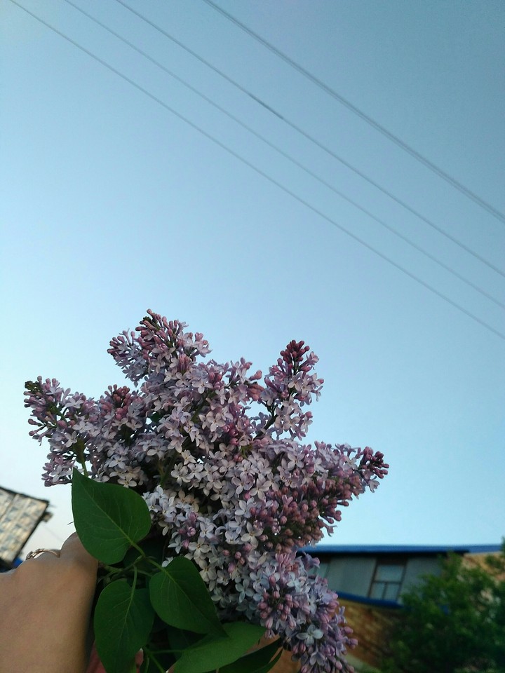 сирень