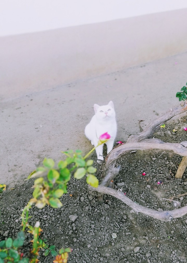 cat