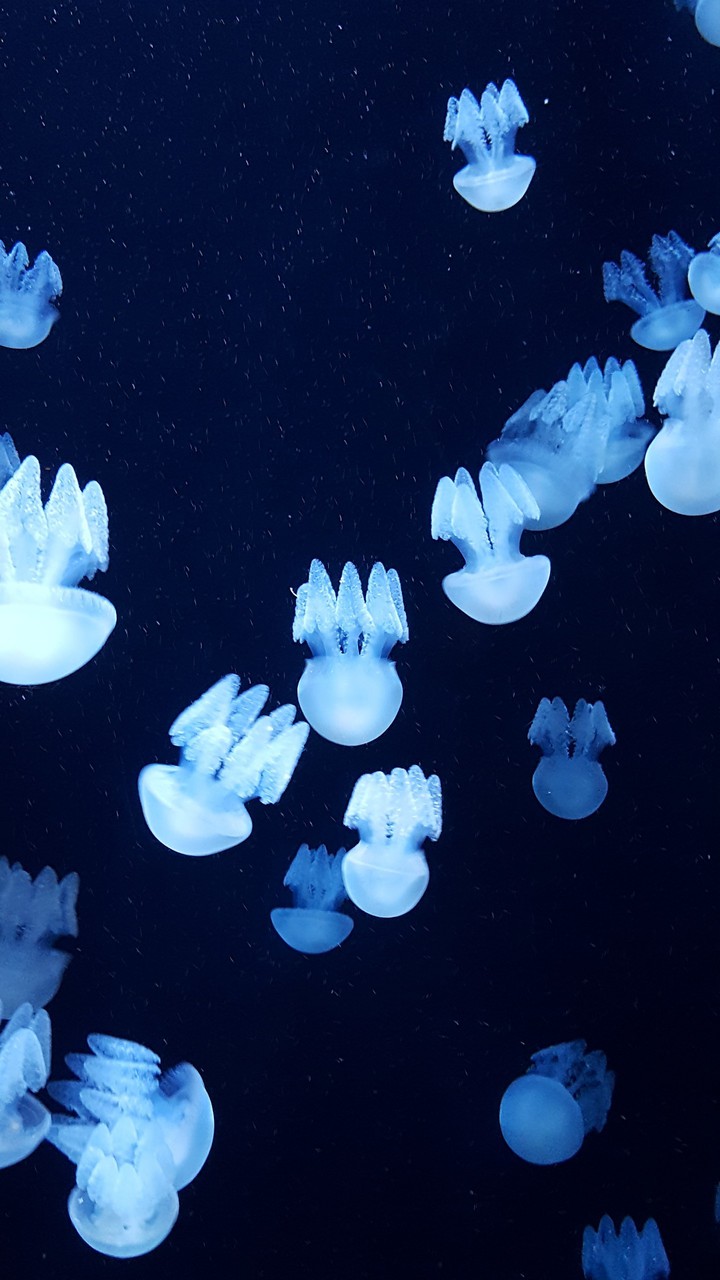 Dubai Jellyfish