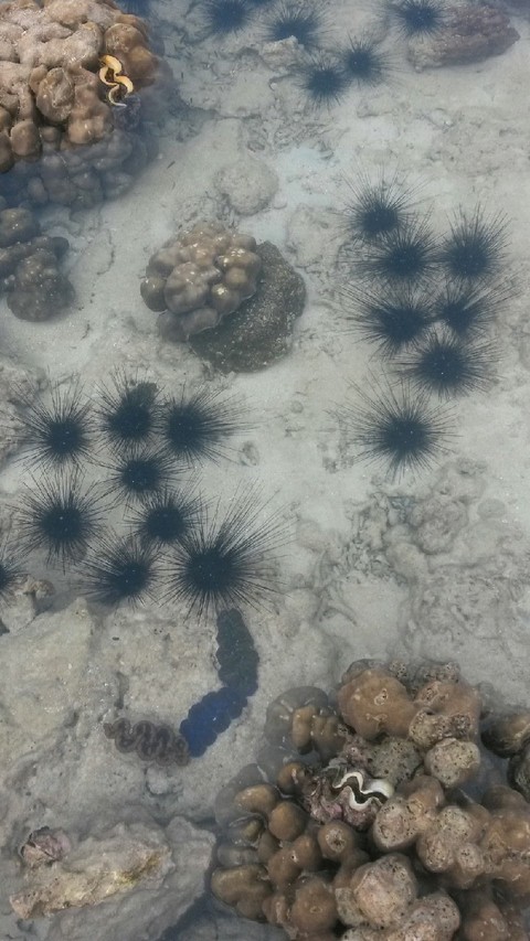 coral