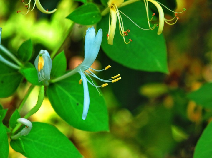 floare