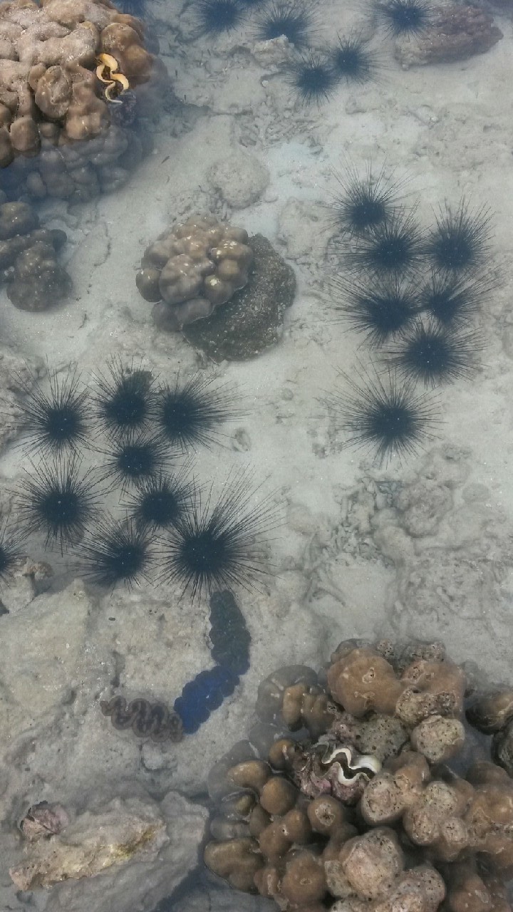 coral