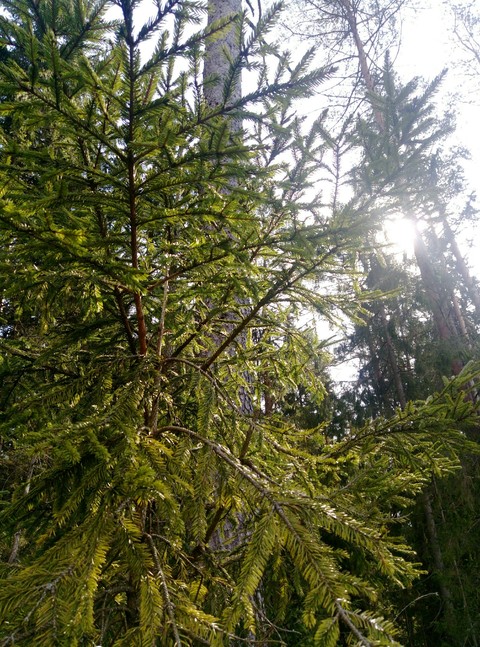 fondos de pantalla biome, branch
