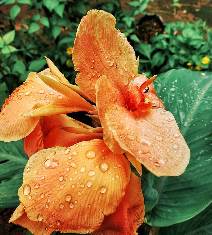 flower photography