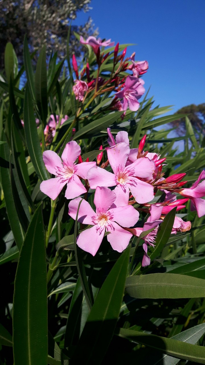 Flower